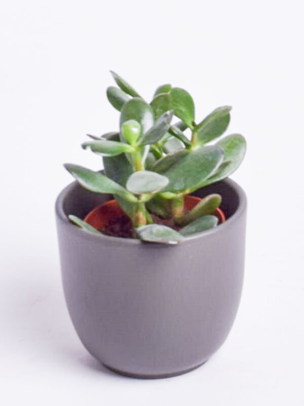 Portulak-turdleht P8,5