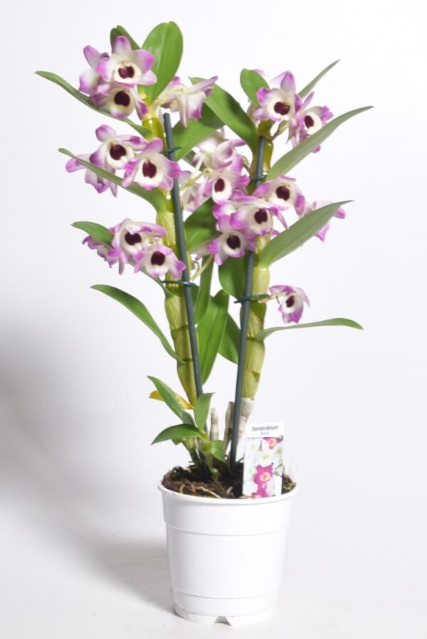 Väärisdendroobium P12 erinevad 2 õievart