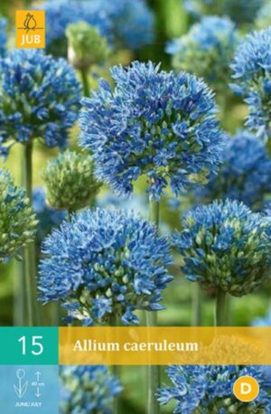 Lillesibul Lauk Allium Caeruleum 15tk C