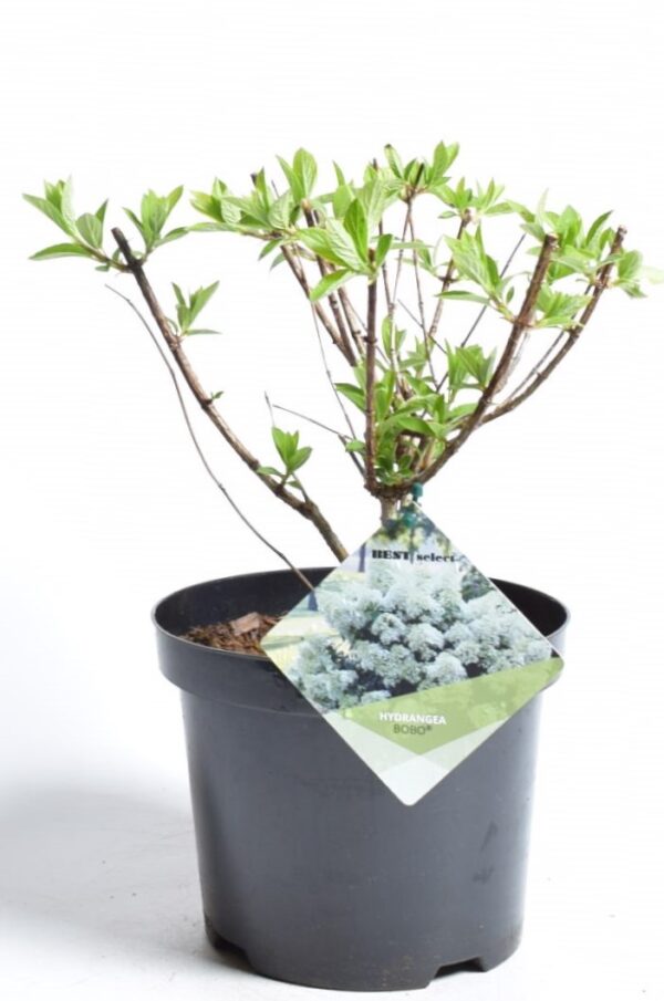 Aedhortensia 'Bobo' P19 50cm