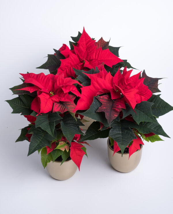 Jõulutäht P10,5 erinevad