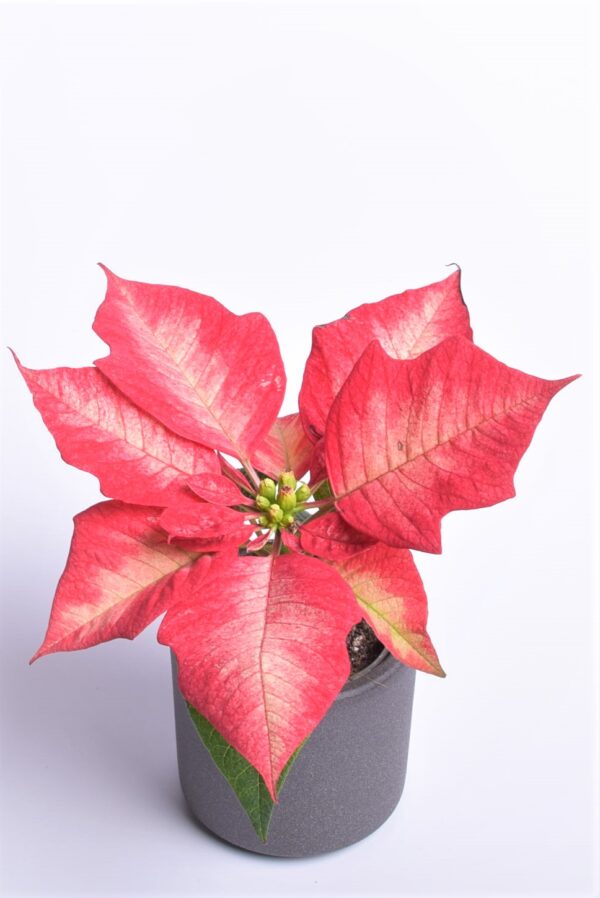 Jõulutäht P6 erinevad