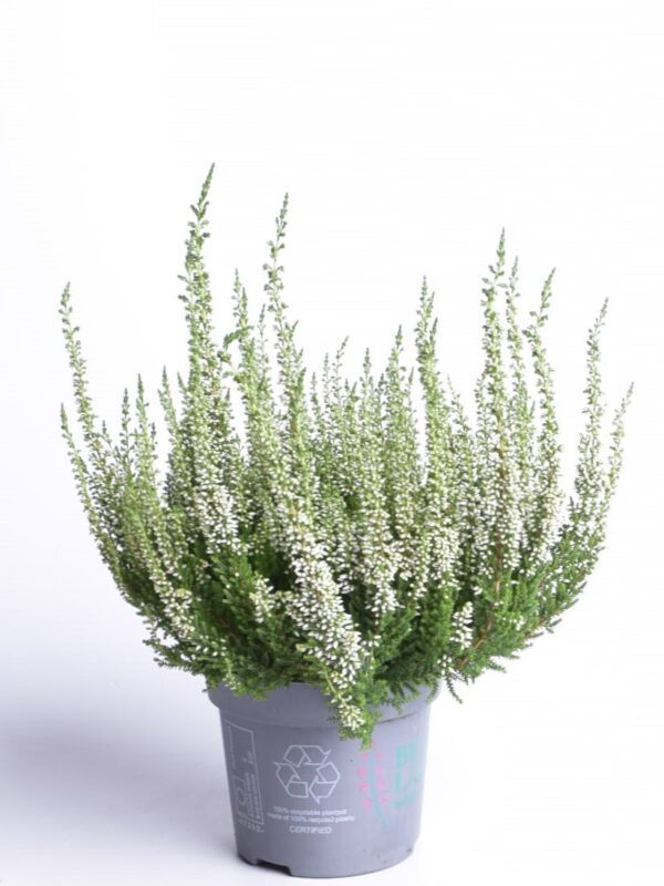 Kanarbik P11/P12 erinevad