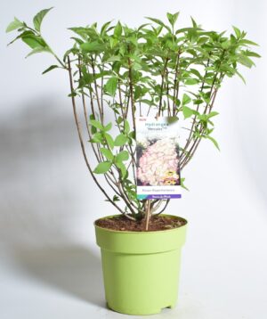 Aedhortensia ‘Hercules’ P25 120cm tüvel