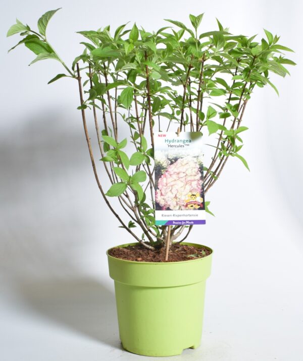Aedhortensia 'Hercules' P25 120cm tüvel
