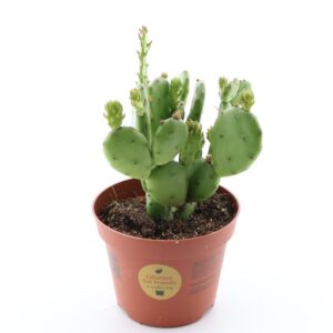 Maadjas viigikaktus P10,5