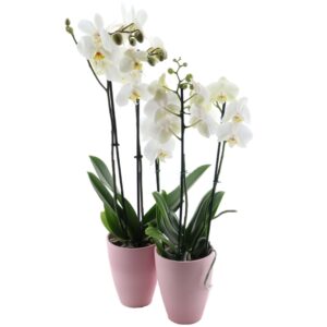 Kuuking valge P12 2 õievart