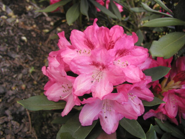 Rododendron 'Sneezy' P19 20-30cm