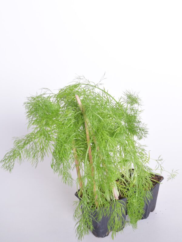 Apteegitill P8 Eestis kasvatatud