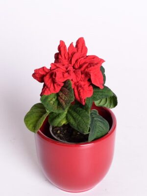 Jõulutäht ‘Winter Rose’ P6