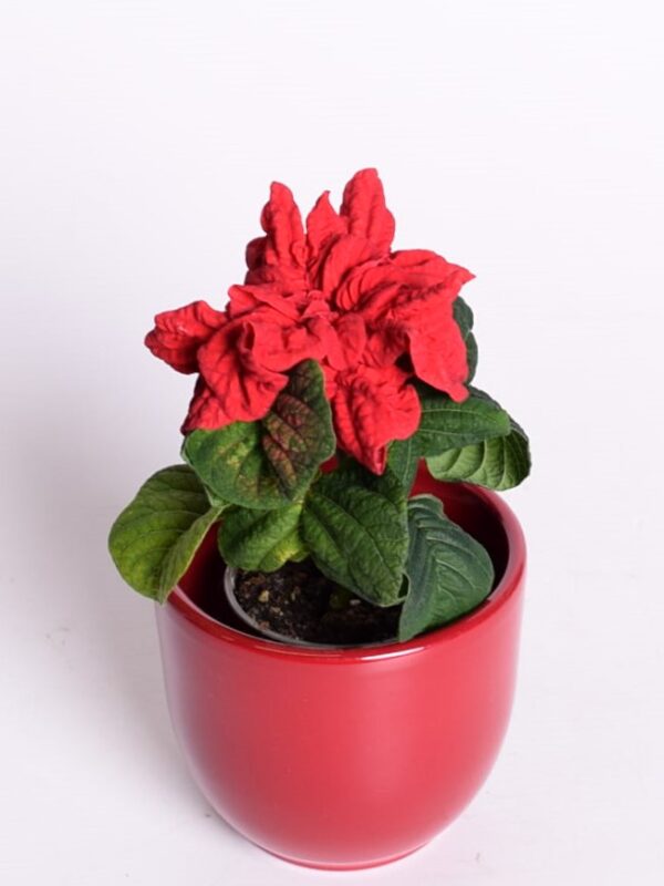 Jõulutäht 'Winter Rose' P6