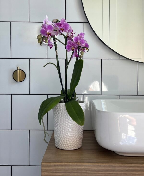 Orhideepott Barcelona Ø13x h15cm valge