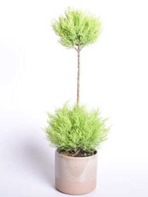 Suureviljaline küpress ‘Goldcrest Wilma’ P17 70cm 2 palli