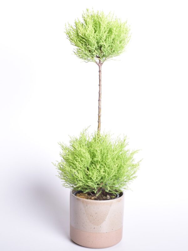 Suureviljaline küpress 'Goldcrest Wilma' P17 70cm 2 palli