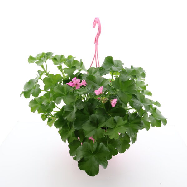 Ripp-pelargoon P23 amplis