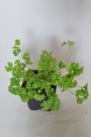 Kähar petersell P8 /Eestis kasvatatud