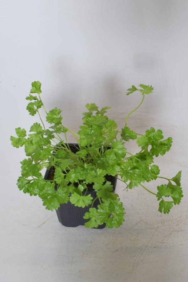 Kähar petersell P8 /Eestis kasvatatud