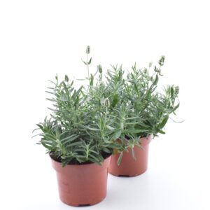 Tähklavendel ‘Ellagance Ice White’ P13