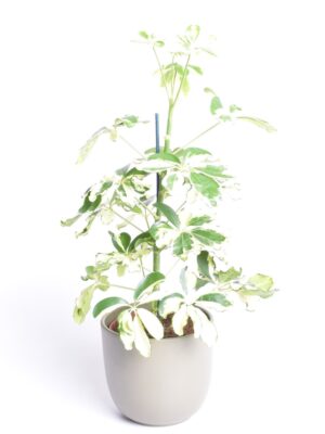 Võra-sõrmlehik ‘Charlotte’ P13