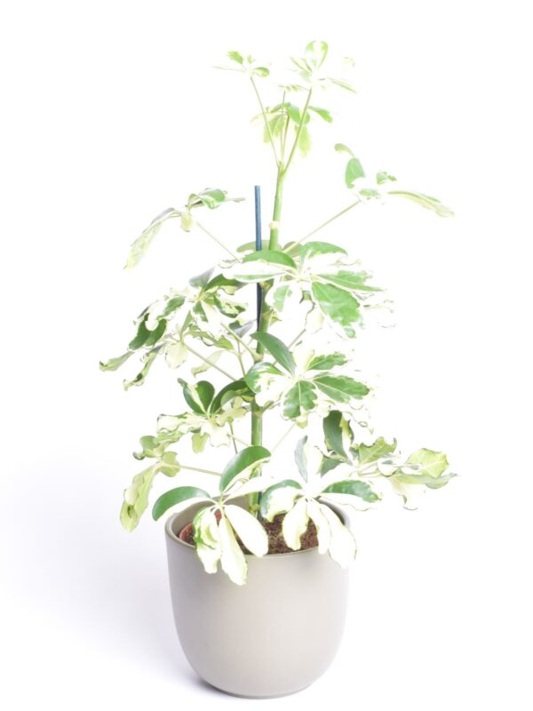 Võra-sõrmlehik 'Charlotte' P13