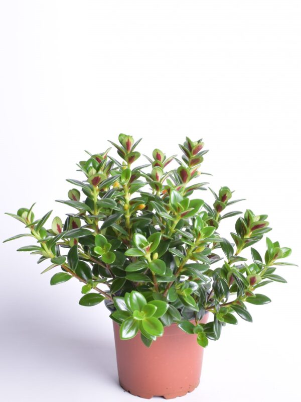 Seltsing-urnõis P12