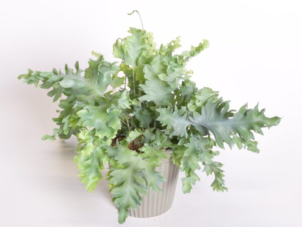 Harilik kuldimar 'Davana' P12