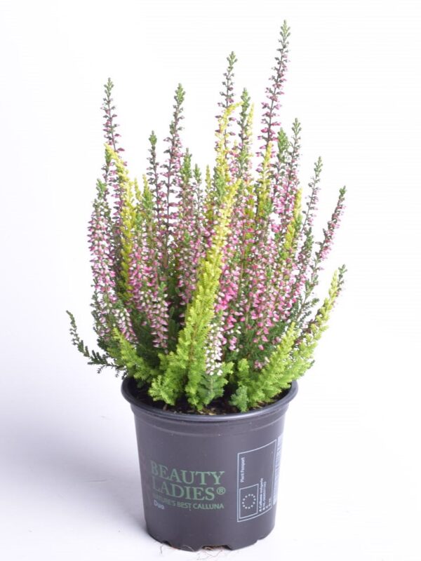 Kanarbik P9/P10 erinevad