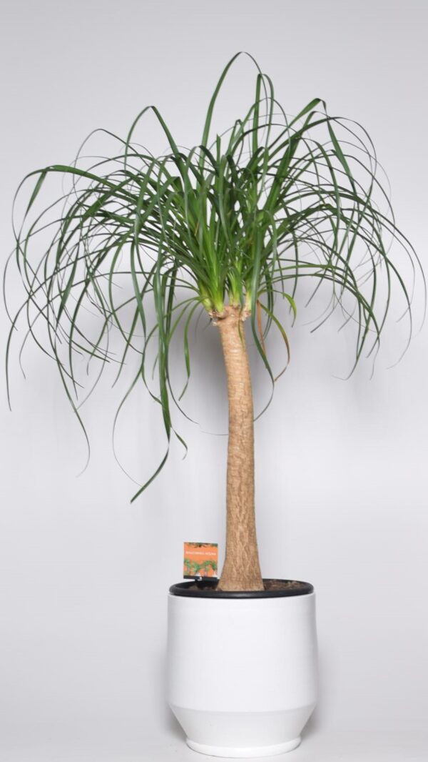 Käändnoliina (bokarna) P26