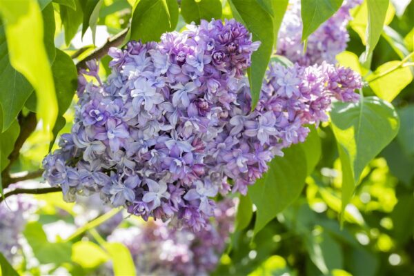 Harilik sirel 'Nadezhda' P28 60-80cm