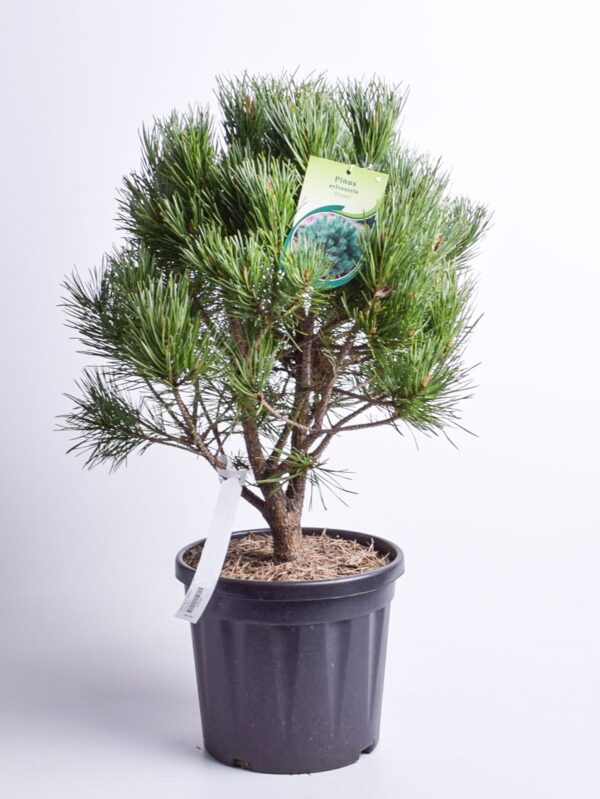 Harilik mänd 'Watereri' P40 80-100cm