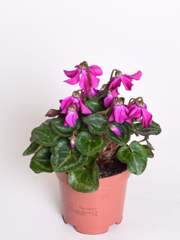 Alpikann 'Petticoat' P10,5