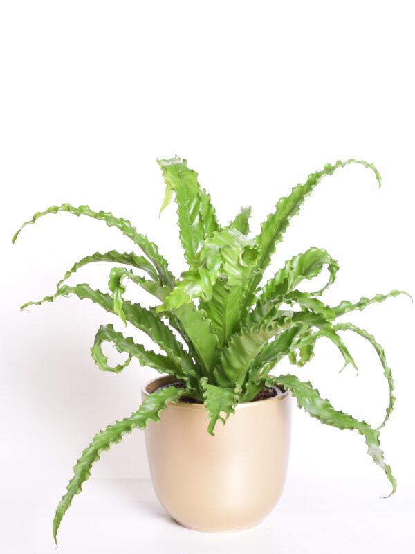 Antiik-raunjalg 'Osaka' P17 35cm