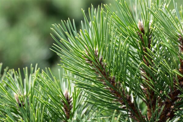 Must mänd 'Nana' P49 50-60cm