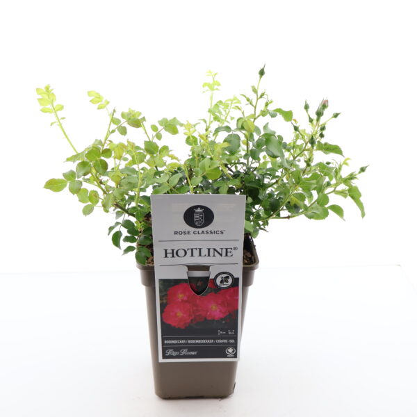 Pinnakatteroos 'Hotline' P17