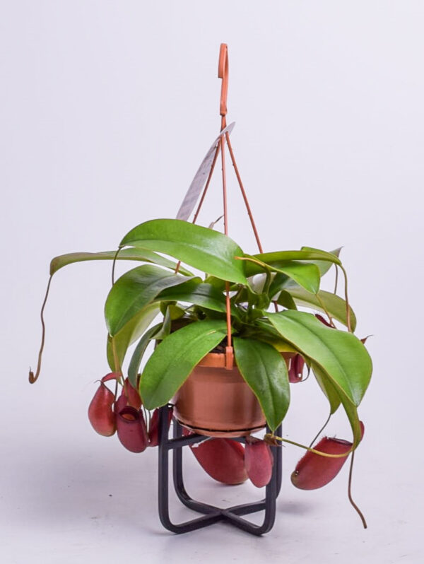 Tiivuline kanntaim P14 amplis (putuktoiduline)