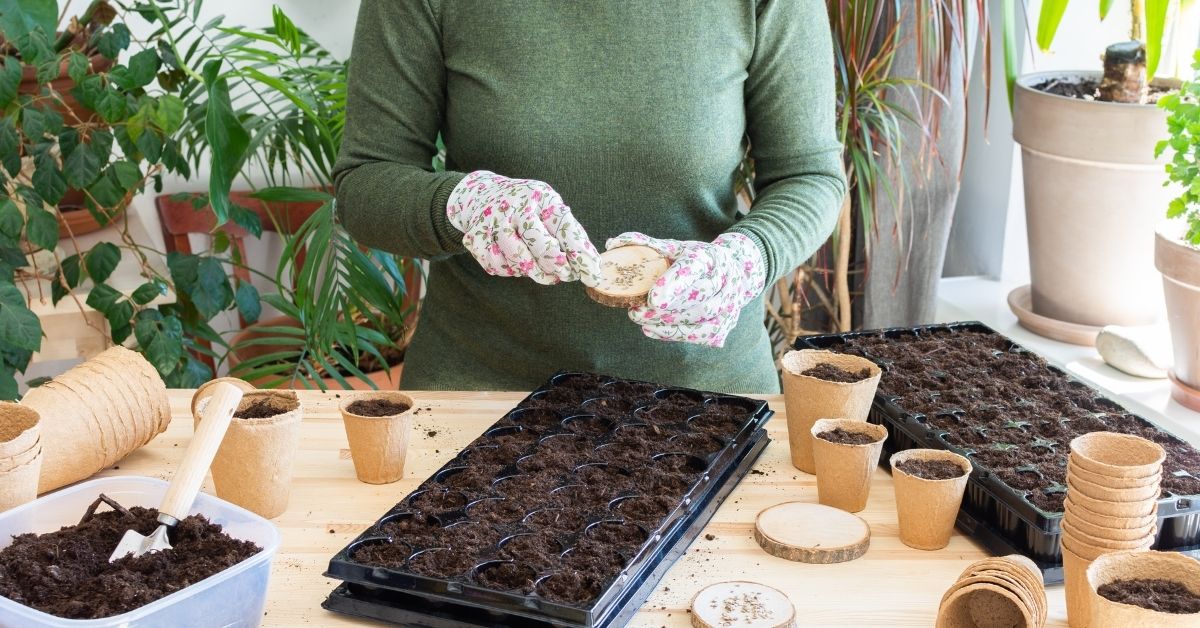 Tomatite külvamise aed