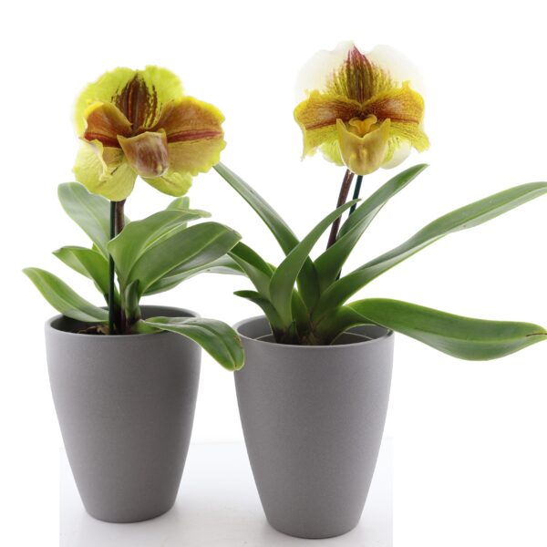 Veenuseking 'Lippewunder' Ameerika hübriid P12