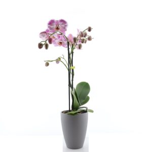 Kuuking ‘Optistar Sorano’ P12 2õv