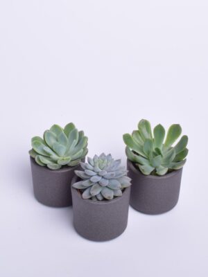 Soomuslehik P7 erinevad