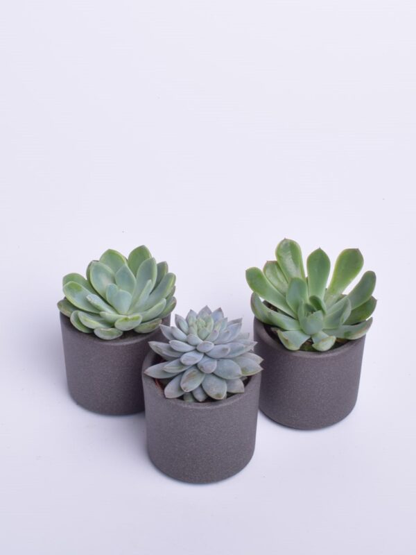 Soomuslehik P7 erinevad