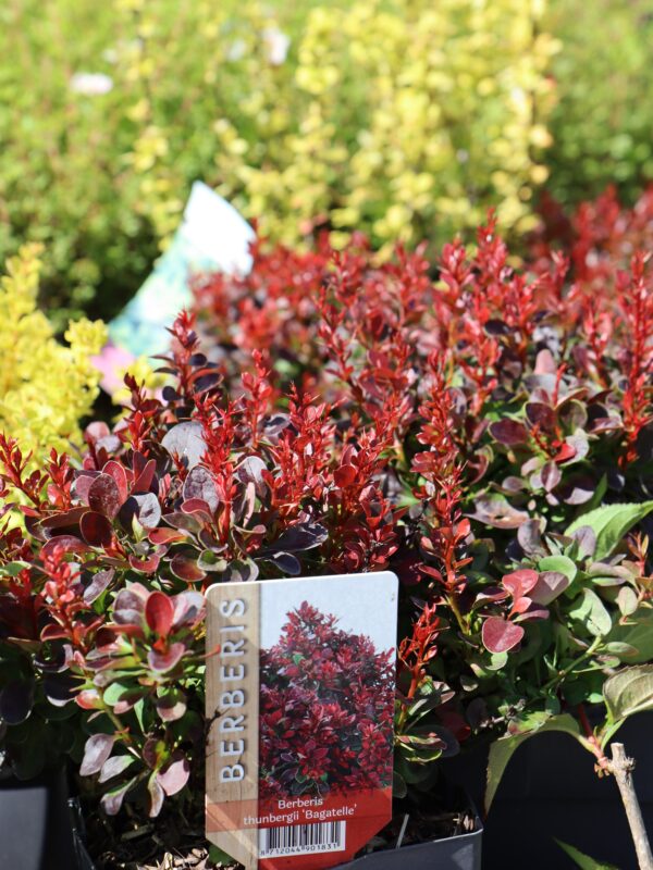 Thunbergi kukerpuu 'Bagatelle' P19