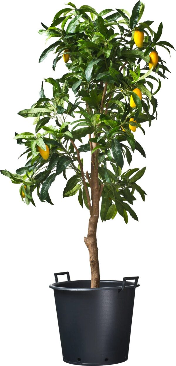 Konteiner Nature käepidemetega 30L Ø41,5x h36,5cm must