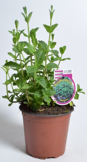 Rohemünt ‘Maroccan’ P14