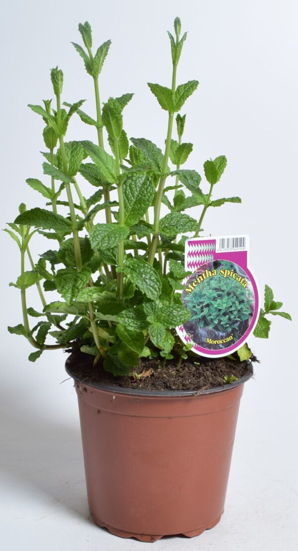 Rohemünt 'Maroccan' P14