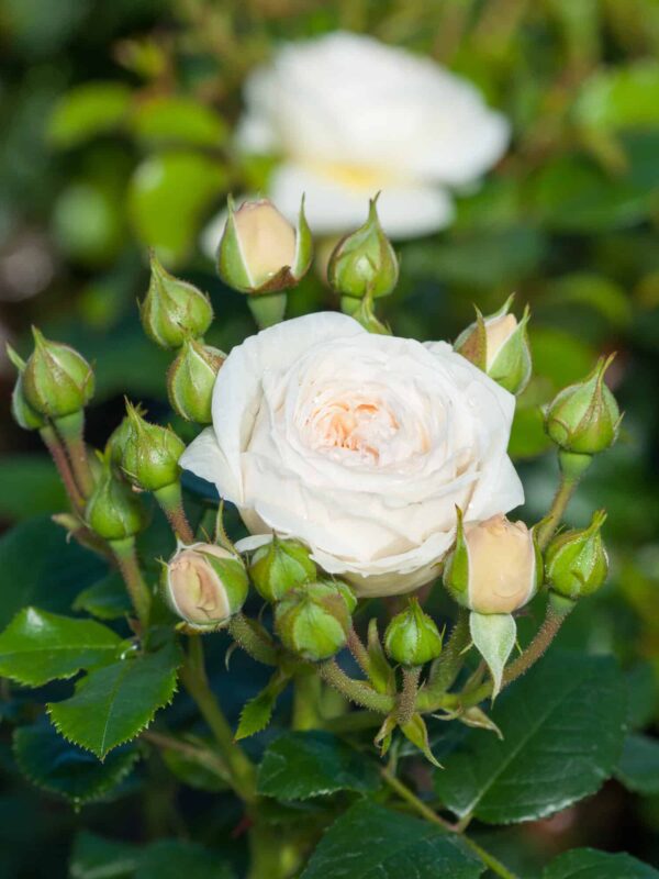 Uus-antiikroos 'Artemis' P21 Eestis kasvatatud