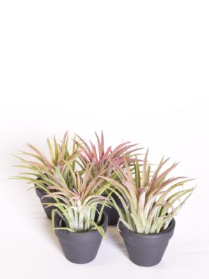 Tillandsia/õhulill kinkepakendis
