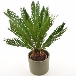 Rahu-palmlehik P12 25cm