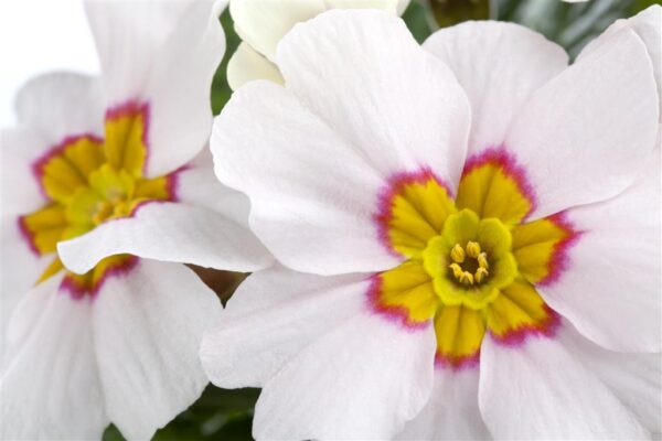 Varretu priimula 3 taime korvis P19