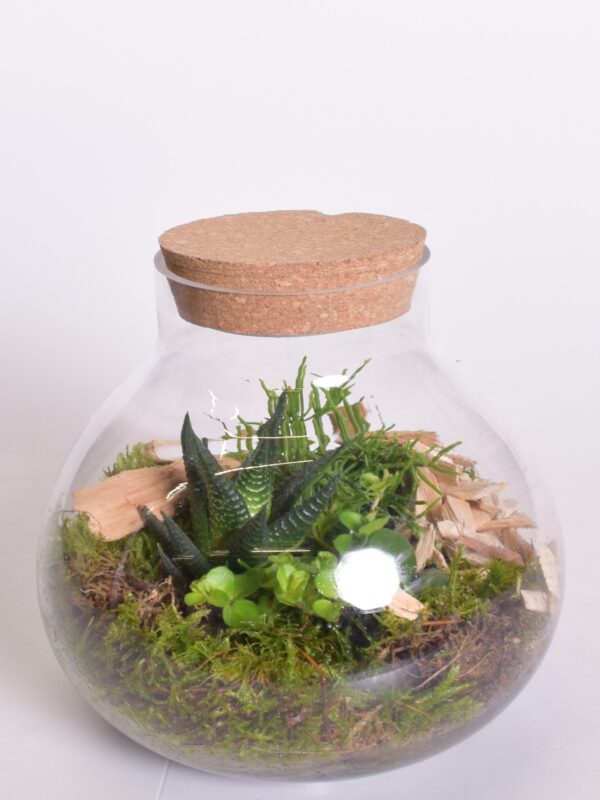 Terraariumiseade ümaras klaasis + LED