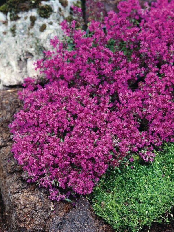 Varane liivatee 'Red Carpet' P12 Eestis kasvatatud